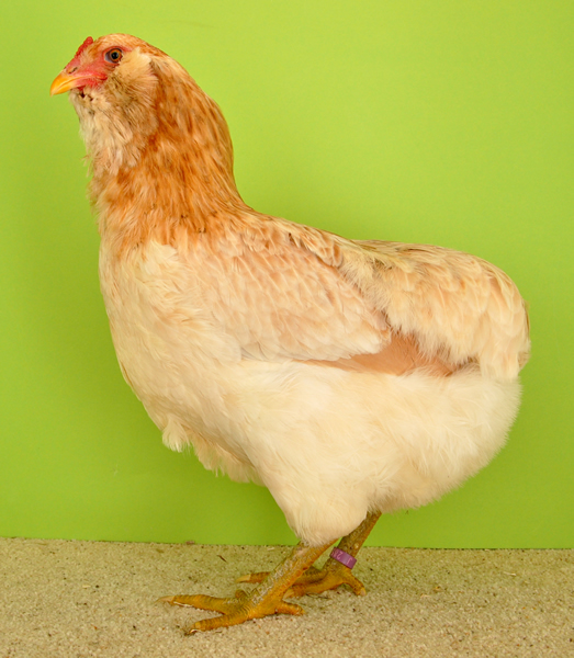 Araucana